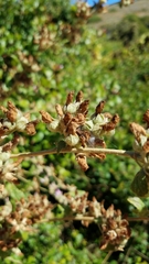 Malacothamnus fasciculatus catalinensis
