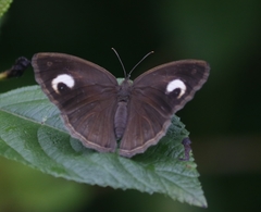 Mycalesis junonia