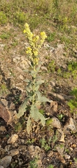 Verbascum thapsus