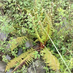 Polystichum speciosissimum