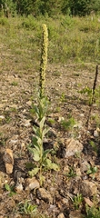 Verbascum thapsus