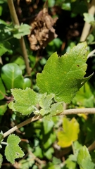 Malacothamnus fasciculatus catalinensis