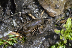 Lacunicambarus nebrascensis