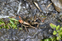 Lacunicambarus nebrascensis