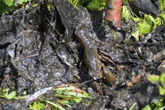 Lacunicambarus nebrascensis