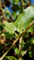 Malacothamnus fasciculatus catalinensis