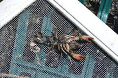 Lacunicambarus nebrascensis