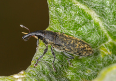 Lixus cardui