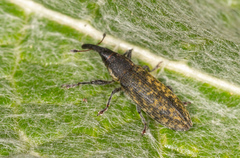 Lixus cardui