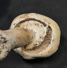 Agaricus arvensis