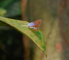 Drupadia ravindra moorei