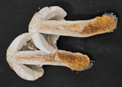 Agaricus arvensis