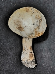 Agaricus arvensis