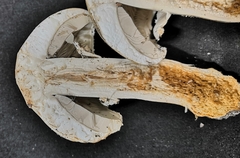Agaricus arvensis