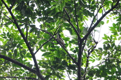 Dendrocopos analis