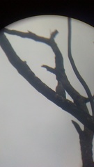 Melanerpes uropygialis