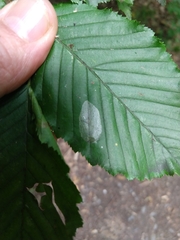 Phyllonorycter esperella