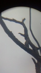 Melanerpes uropygialis