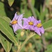 Solanum campylacanthum - Photo (c) magdastlucia, algunos derechos reservados (CC BY-NC), subido por magdastlucia