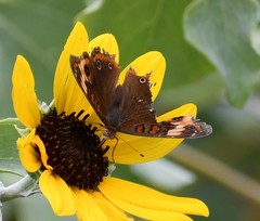 Junonia neildi varia