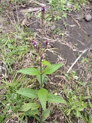 Verbena recta