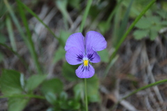 Viola altaica