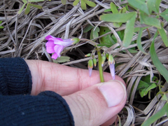 Oxalis bipartita