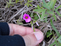 Oxalis bipartita