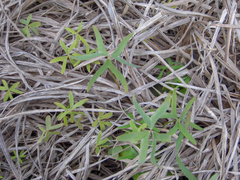 Oxalis bipartita