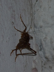 Tachycines asynamorus