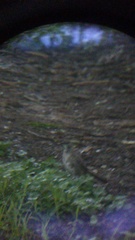 Toxostoma curvirostre