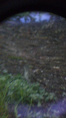 Toxostoma curvirostre