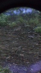 Toxostoma curvirostre