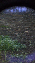 Toxostoma curvirostre