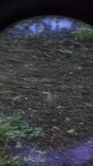 Toxostoma curvirostre