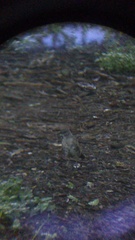 Toxostoma curvirostre