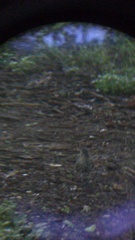 Toxostoma curvirostre