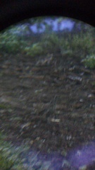 Toxostoma curvirostre