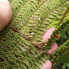 Polystichum speciosissimum