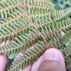 Polystichum speciosissimum