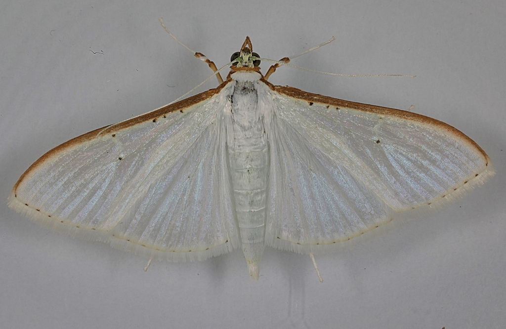 Palpita unionalis