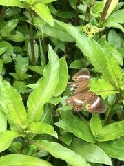 Anartia lytrea