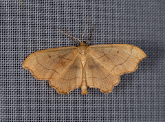 Idaea emarginata