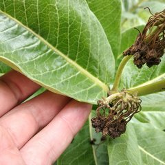 Asclepias notha