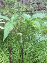 Arisaema stewardsonii