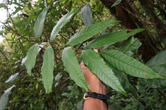 Dimocarpus longan
