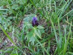 Gentiana dschungarica