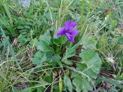 Viola altaica