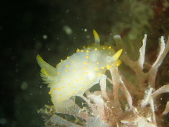 Crimora papillata
