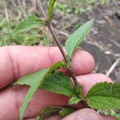 Verbena recta